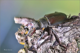 <p>ROHÁČ OBECNÝ (Lucanus cervus) --- jižní Morava, Pouzdřanská step ---- /Stag beetle - Hirschkäfer/</p>
